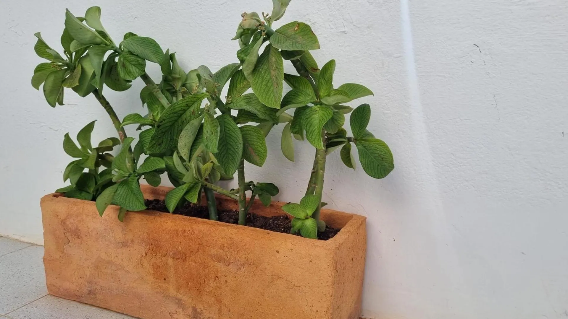 La Casa De Las Palomitas Corralejo